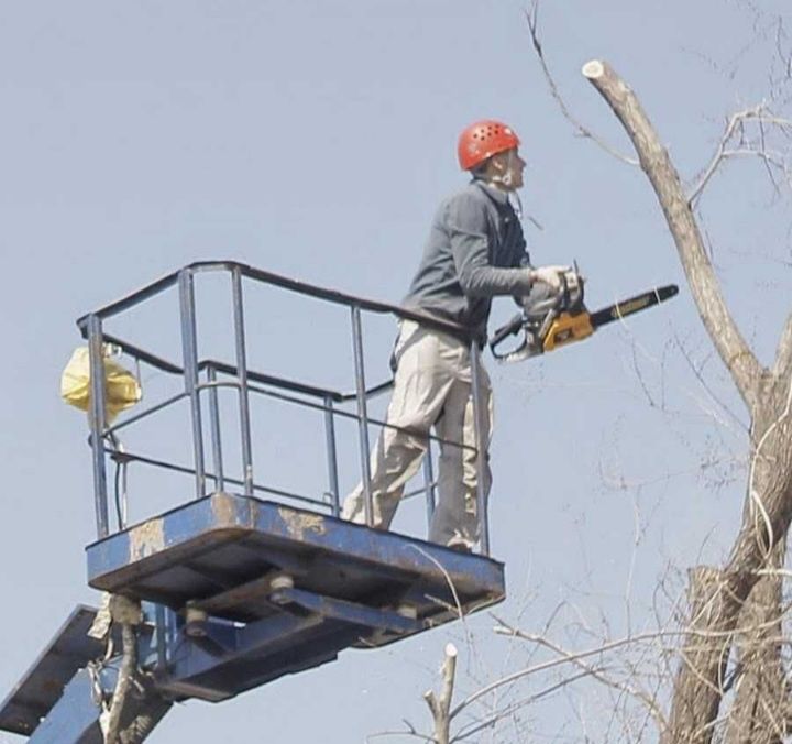 Пилим деревья Ағаш кесеміз