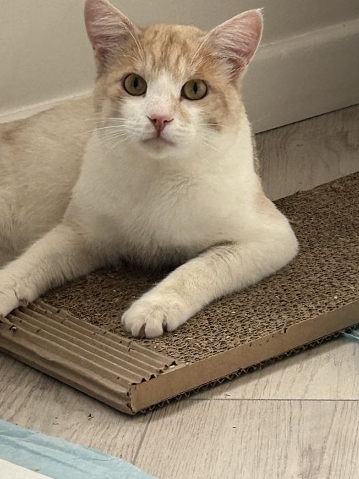 Кот кот котенок кот