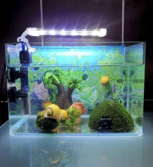 Acvariu 10 L cu tot ce trebuie Super Pret