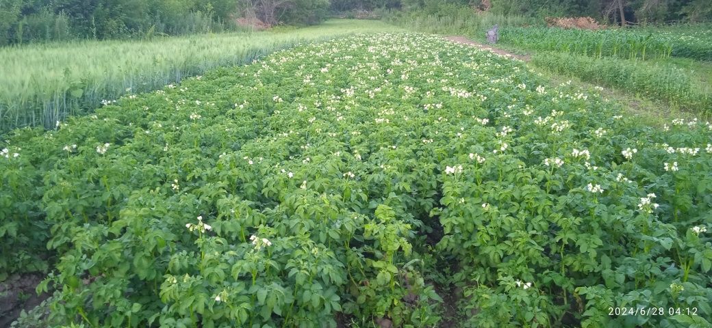 Продам фазенду или дачу