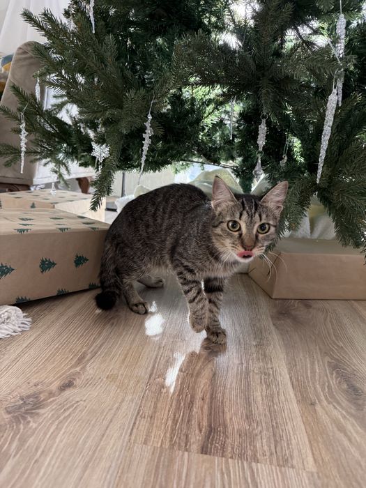 Котенок Энки ищет семью