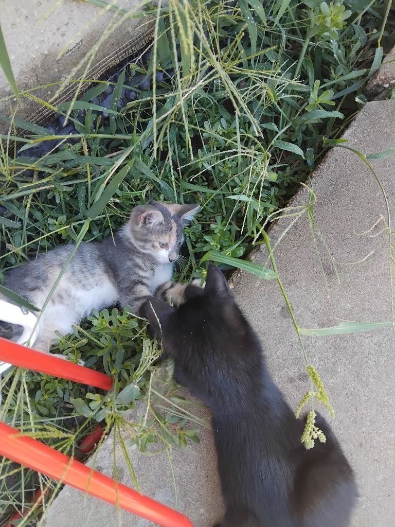 Котенца на 4 месеца