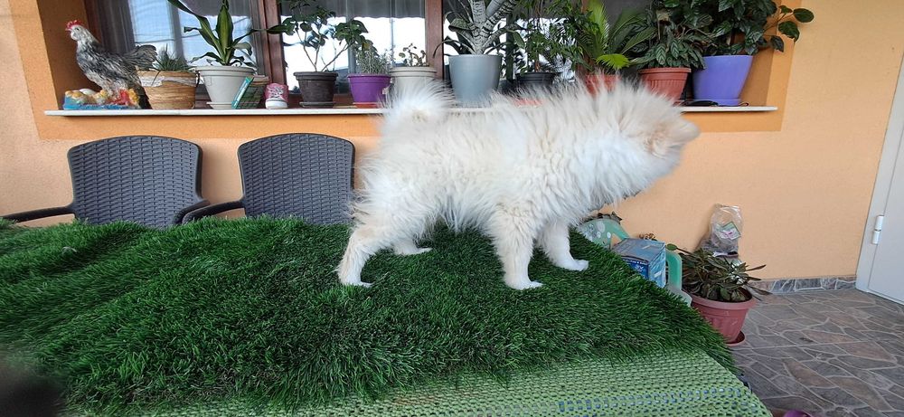 Померанчета  тип топ