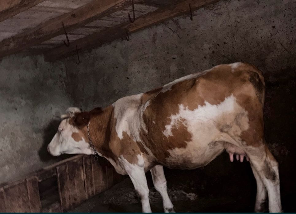 Vând vaci bune de lapte!!!