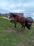 Cal de vanzare  tanar