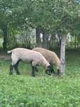 Miei suffolk de vanzare