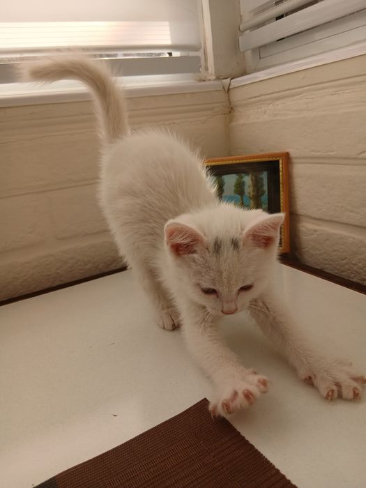 Отдадим котят в хорошие руки