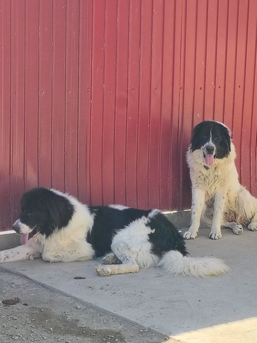 Pui Ciobanesc bucovina