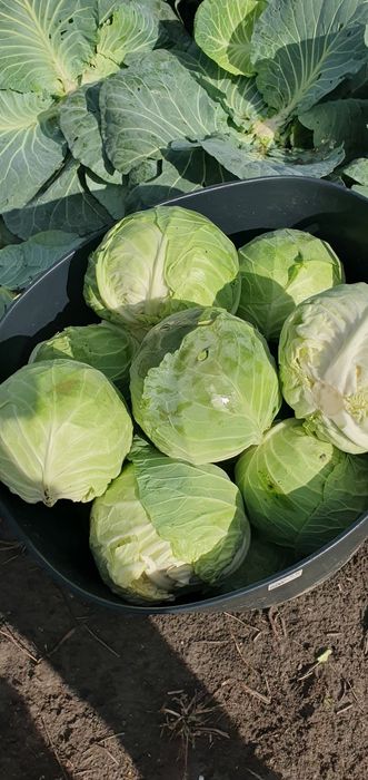 Vând varză Bucarest