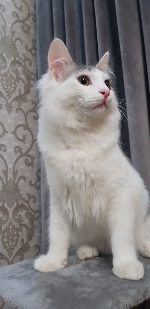 Mushuk Sotiladi Zotli
