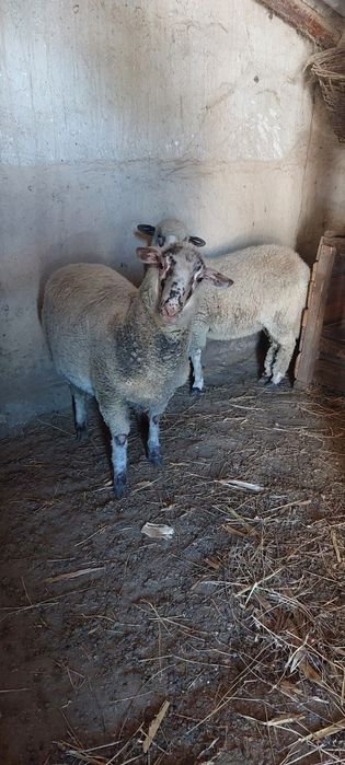 Vand doua miele de anul acesta