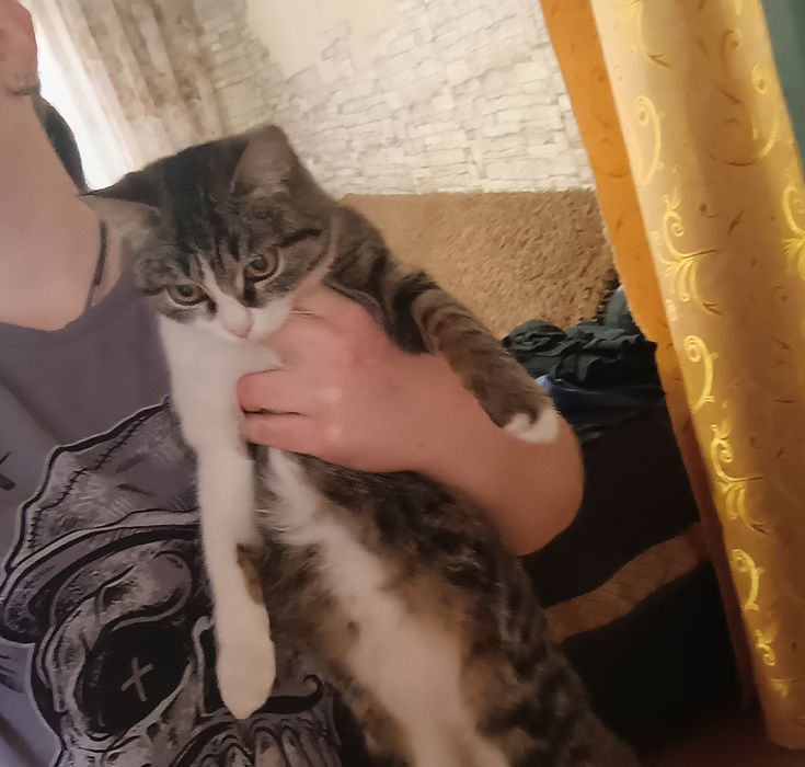 Отдам котенка подростка в хорошие руки