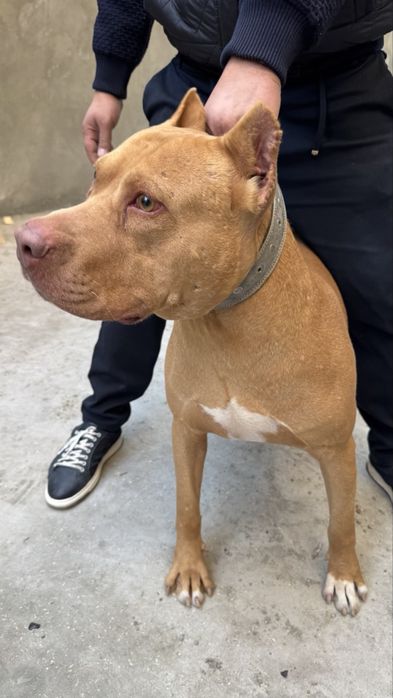 Продается щенки питбуля