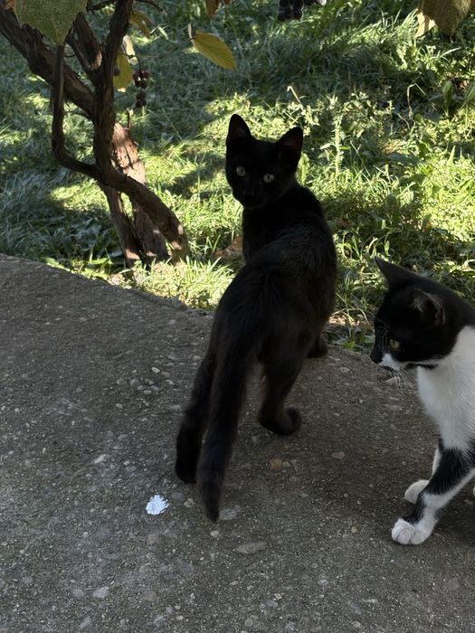 Donez 3 motanei cu varsta de 2 luni