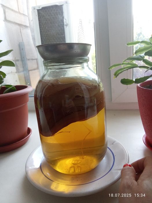 Чайный гриб продам 2000т.один слой