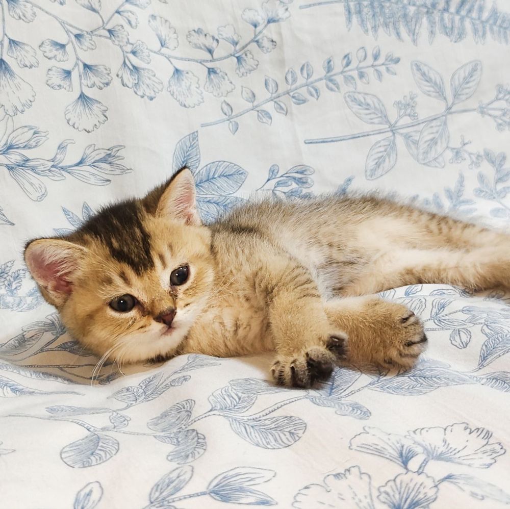 Котята породы золотистая шиншилла