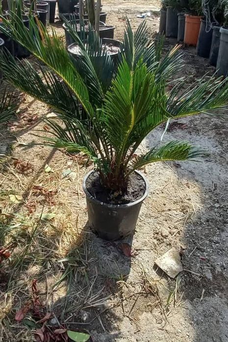 Vând plante ornamentale tuia smarand tuia Leylandii