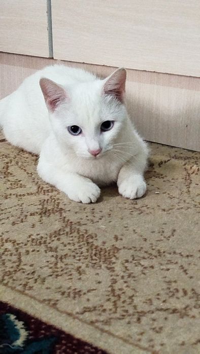 Oq mushukcha 200 minga bervoramiz