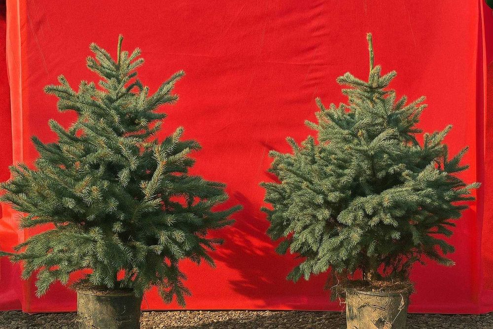 Живая елка на Новый год живые новогодние елки в горшках Ели в Алмате