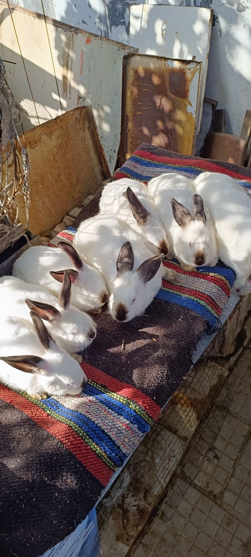 Калифорнийски зайци