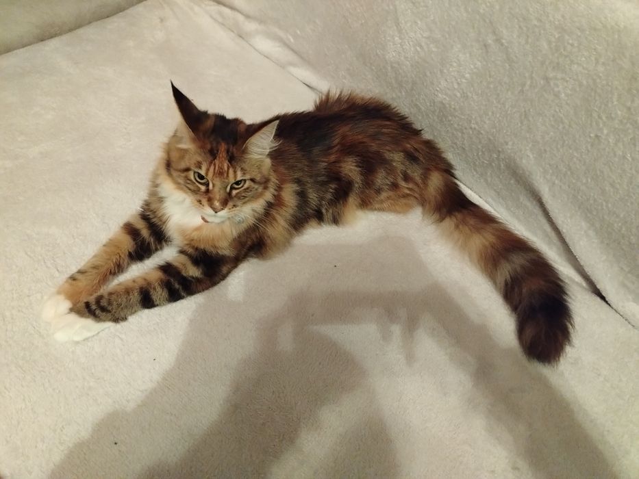 Fetița Maine Coon