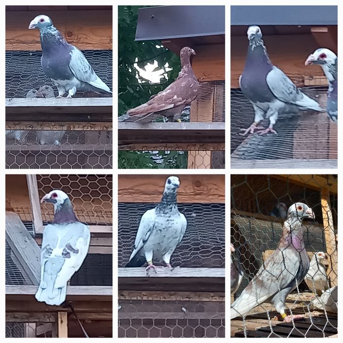 Porumbei Dragon și stil vechi.