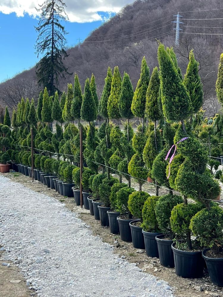 Producător de plante ornamentale de orice specie și gazon