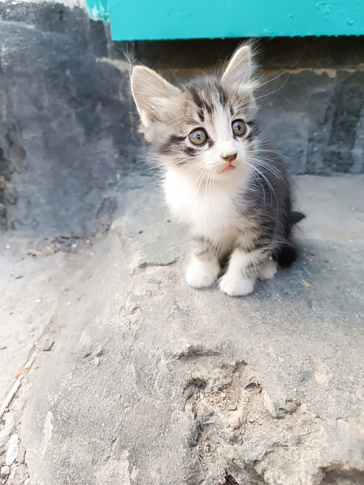 Котята девочки и мальчики в подарок