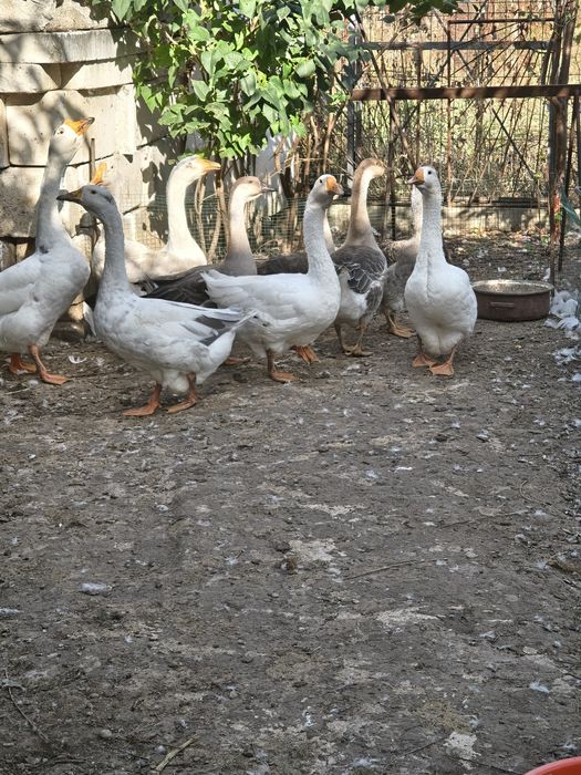 Boboci de gâscă de anul acesta