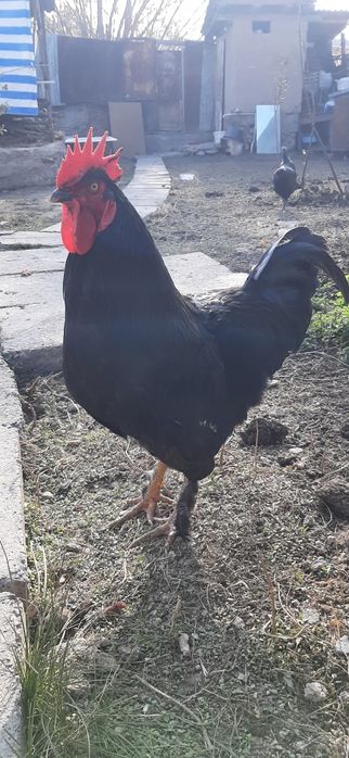 Qora shahzoda sotiladi zoti toza