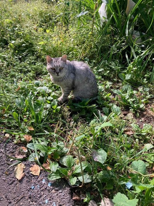 Британец ищет дом!