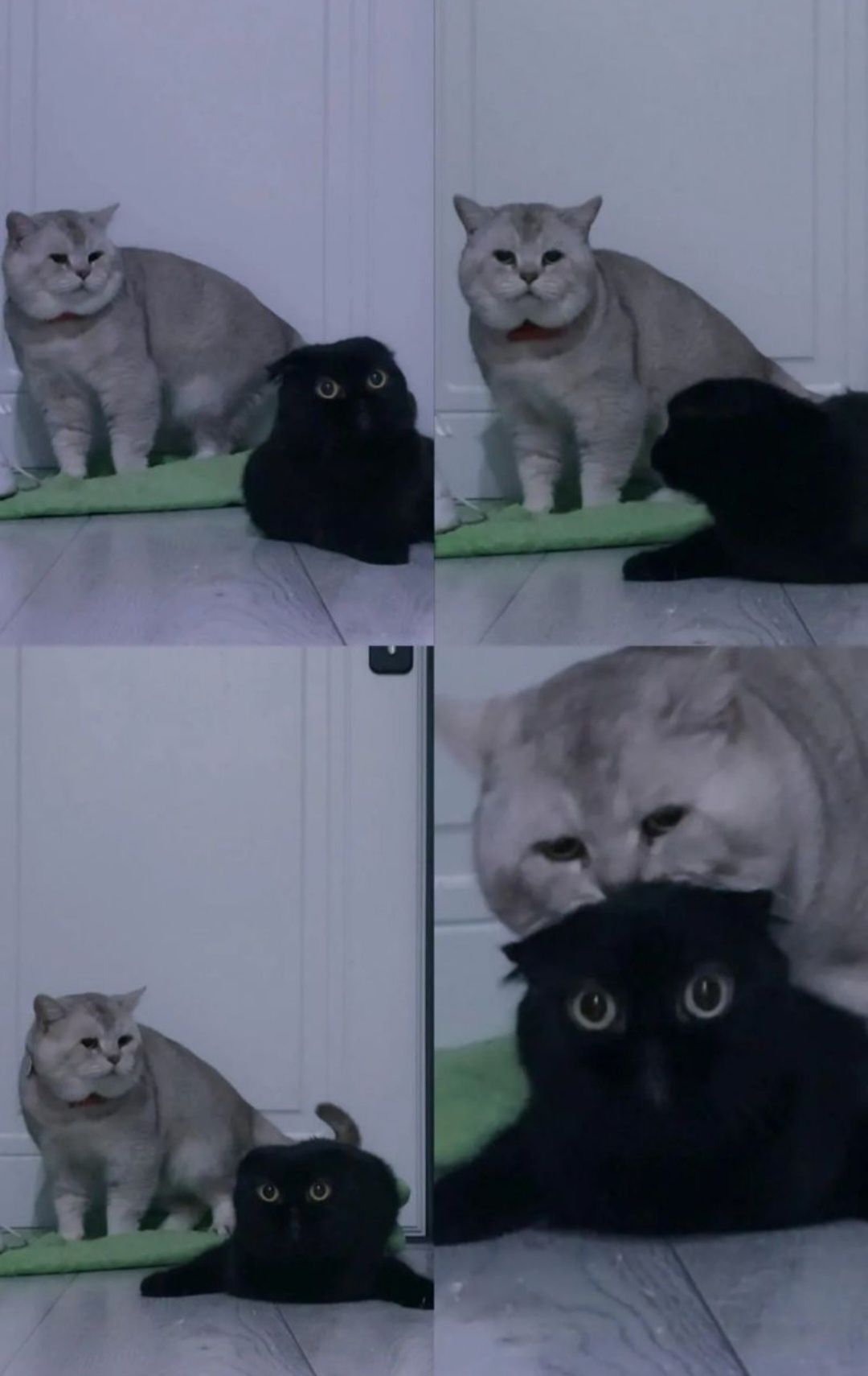 Вязка,прямоухий кот, окраса шиншилла