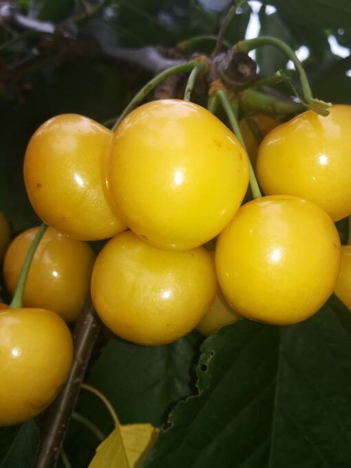 Cires Galben Donissen