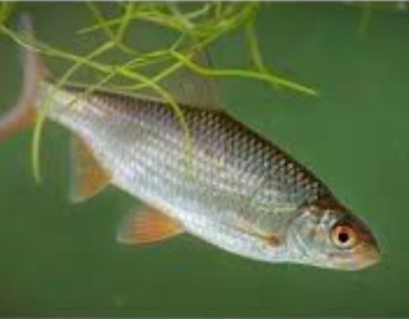 Живец чебак, пескарь