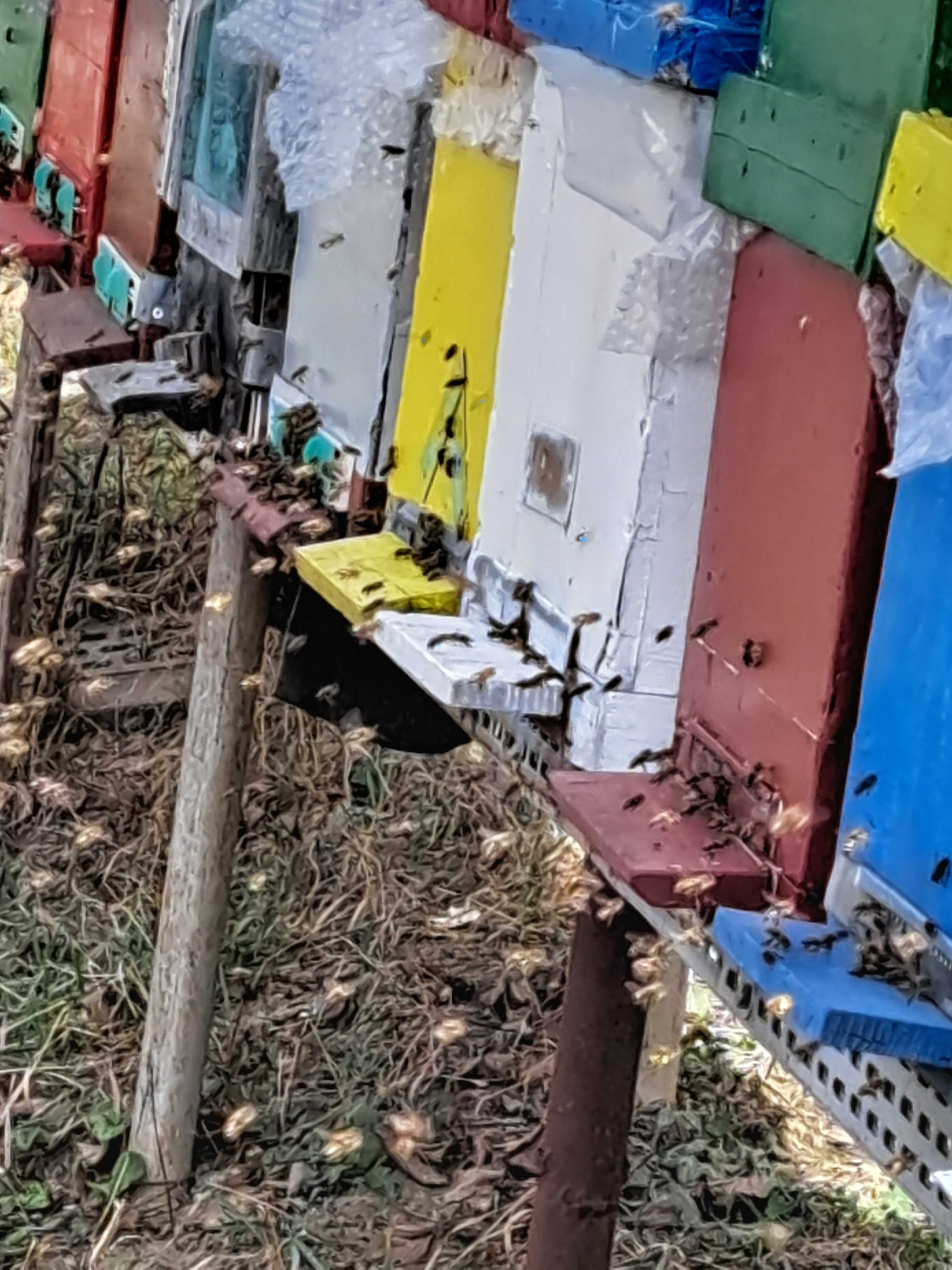 Vand 12 familii de albine