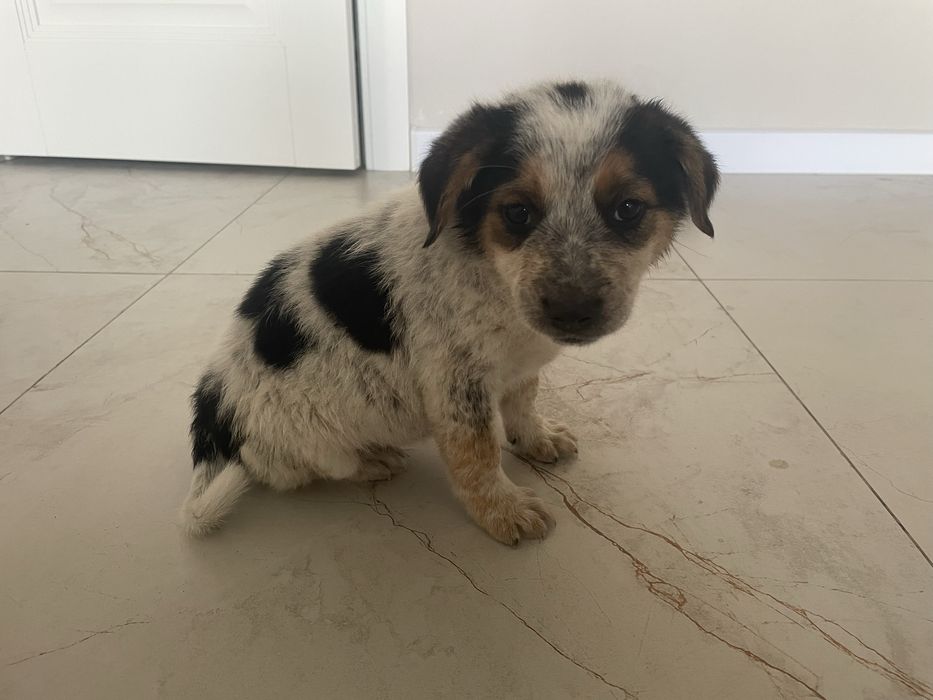 Отдам щенков в хорошие руки