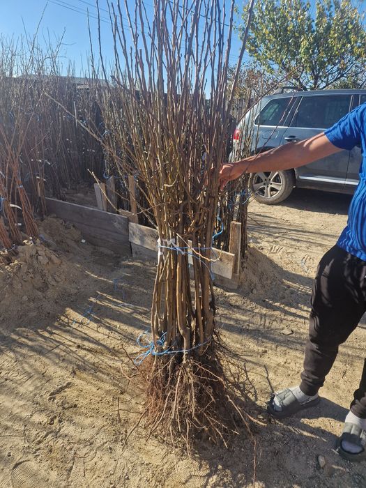 Pomi fructiferi altoiti