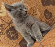 Vând puiuți British Shorthair Blue
Dețin ambii părinți - British Shor