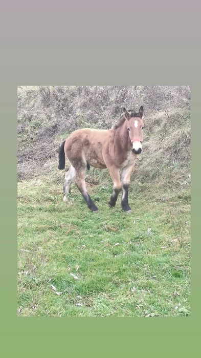 Vând mânz de 5 luni!