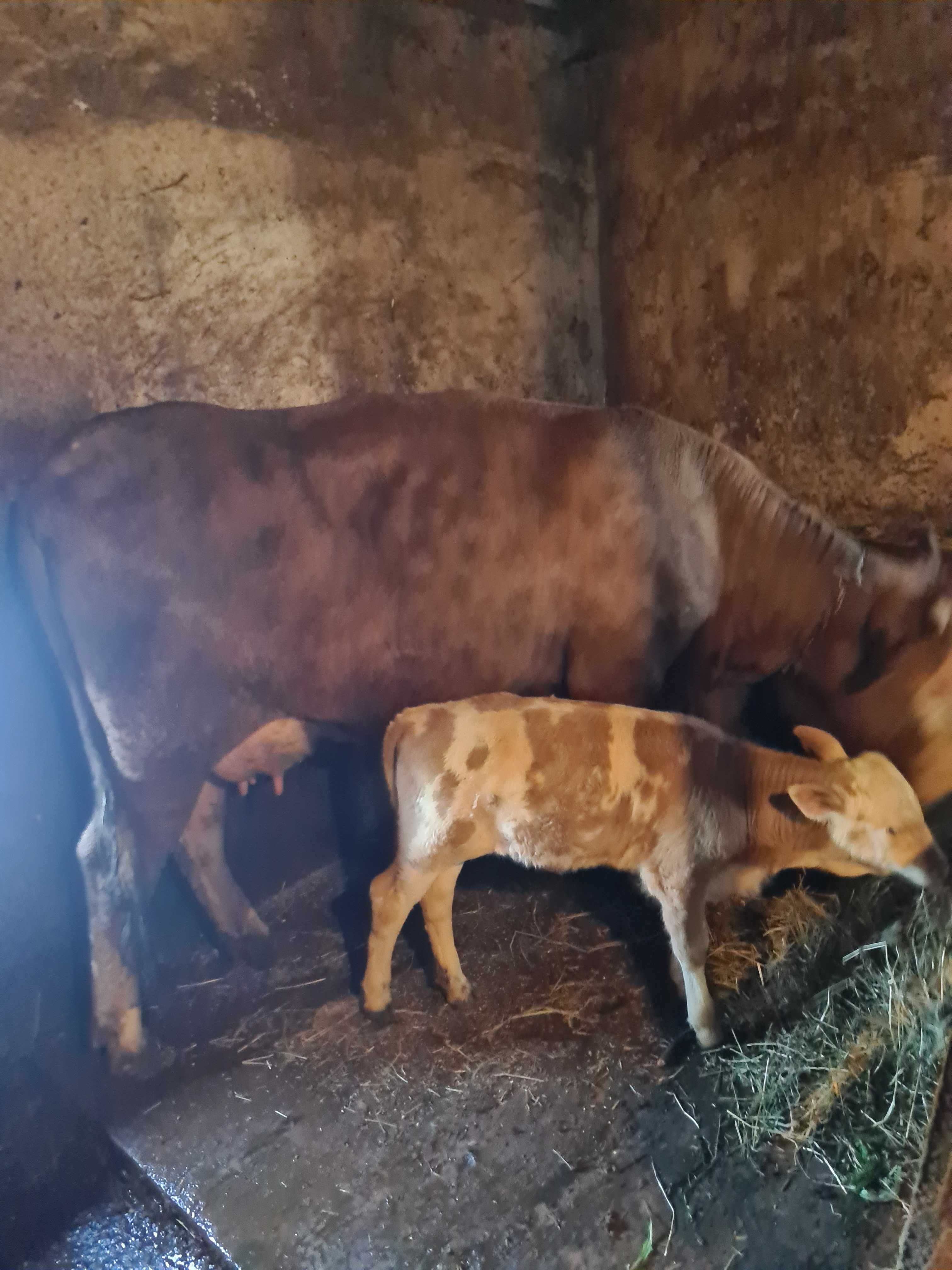 Vând animale pentru mai multe detalii sunați