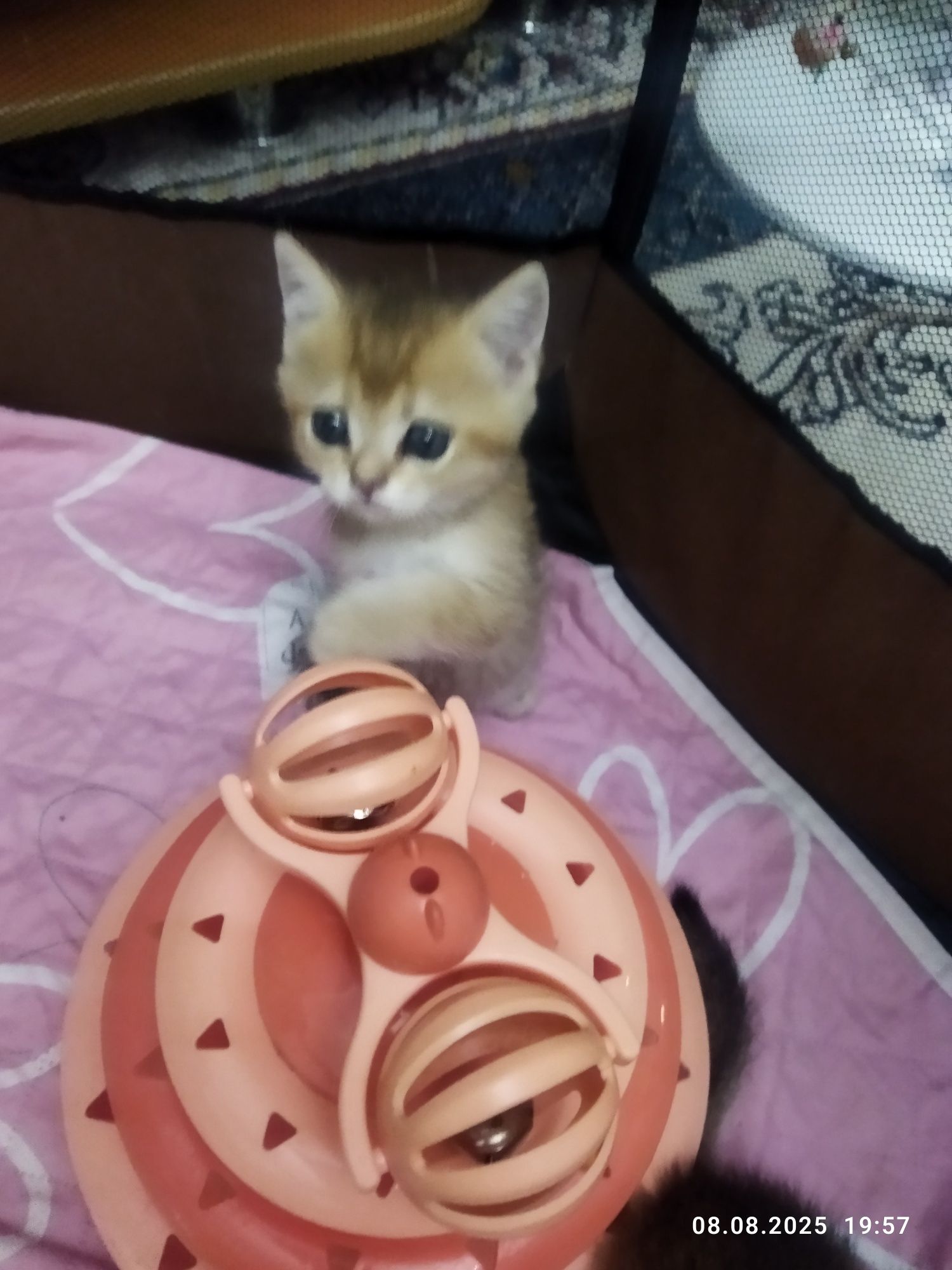 Продается котенок мальчик, золотая шиншилла