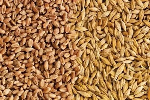 Продам зерно 5 класс