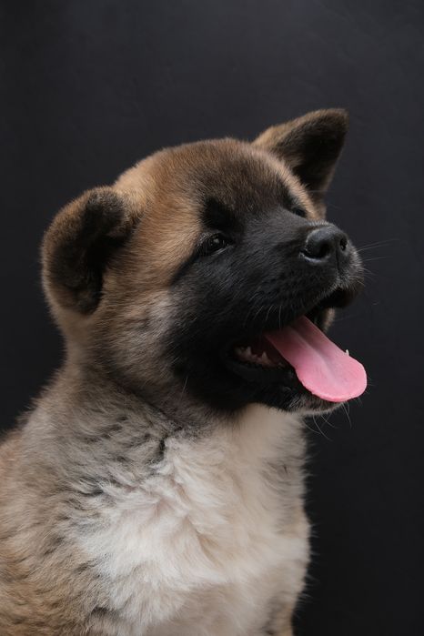 Породные щенки Американской Акиты и Сиба Ину