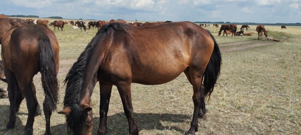 Продам лошадь находится село минкесер