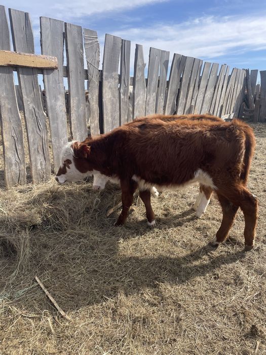 Баспақ ұрғашы. Телёка