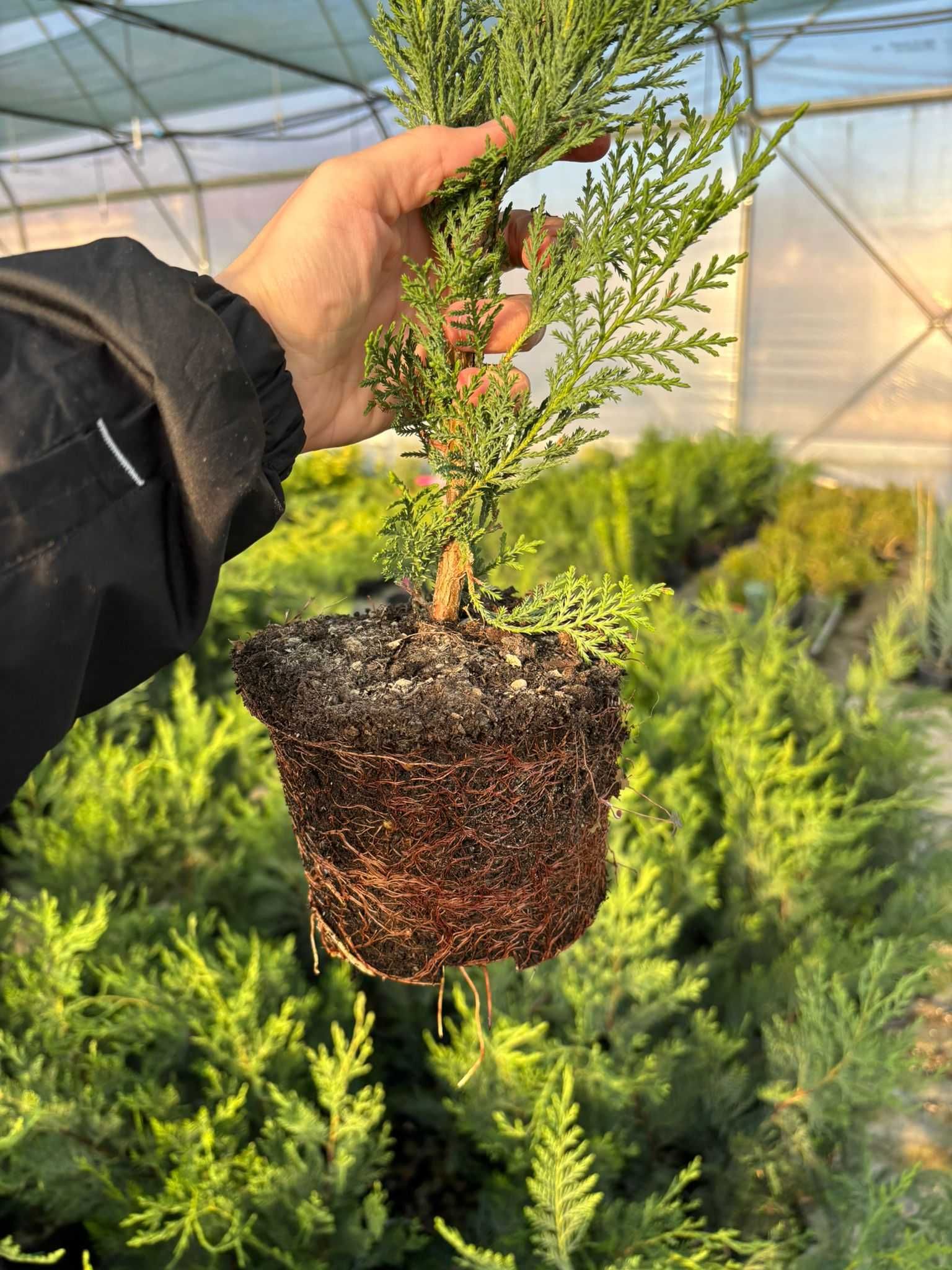 Leylandii la ghiveci direct din pepiniera
