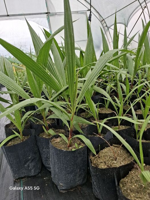 Палми  Варна  производител