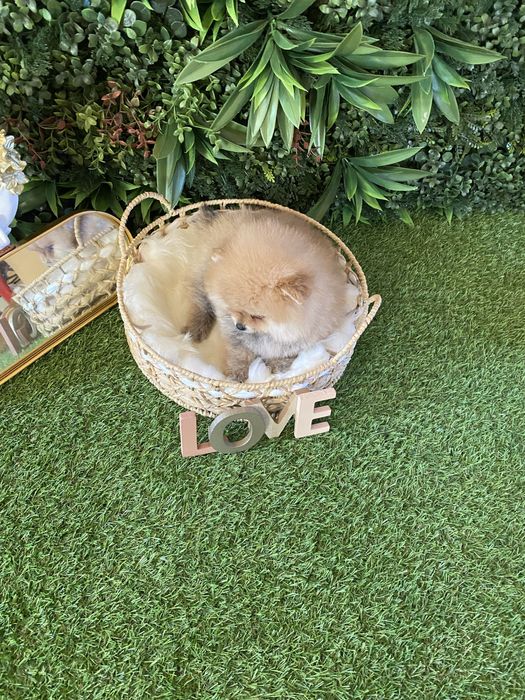 Pomeranian – talie mică, blăniță densă și aspect de ursuleț