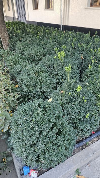 shamshodla sotiladi  95 000,  kelishtiriladi