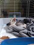 Adoptie Pisica Pui